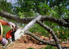 Best Hazardous Tree Removal  in Pojoaque, NM